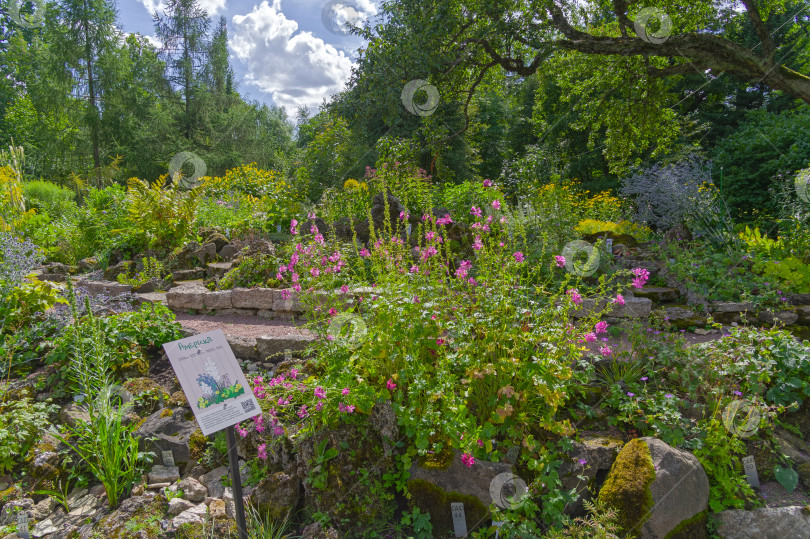 Скачать Alpine slide with plants that are typical in North America. фотосток Ozero