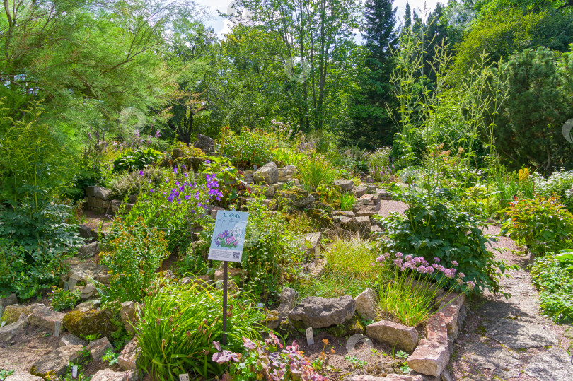 Скачать Alpine slide with plants that are typical in Siberia. фотосток Ozero