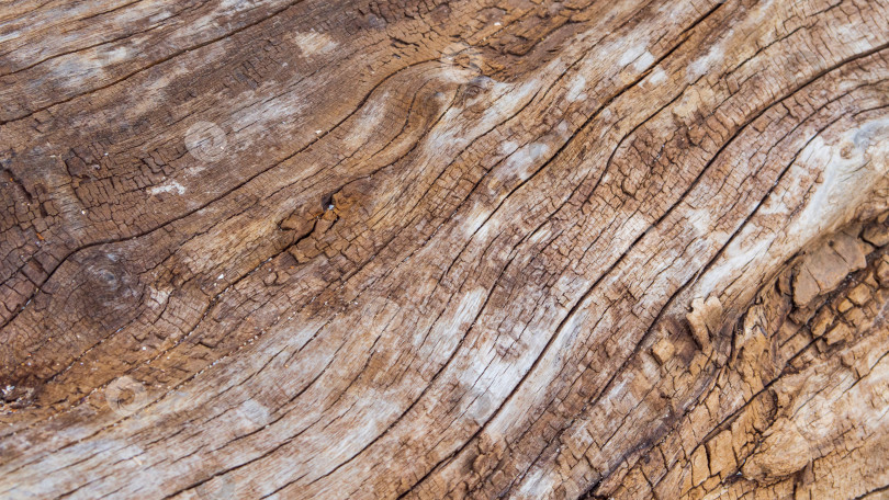 Скачать Close-up of wood texture for graphic design or wallpaper. The texture of brown wood with veins and cracks. pattern on wood texture. Old wooden textured background for demonstration. An old rotten log фотосток Ozero