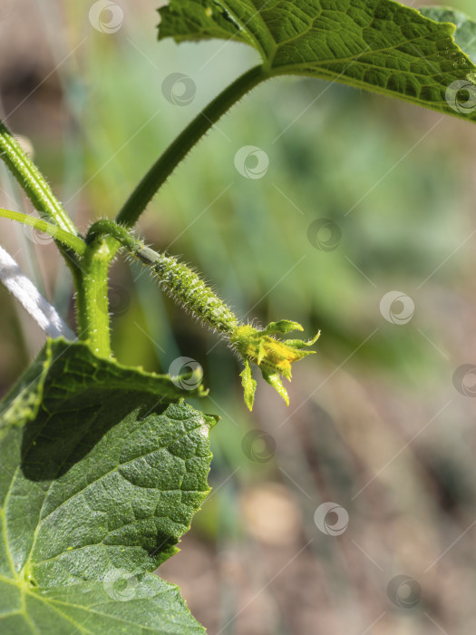 Скачать A cucumber flower bud with a small gherkin embryo in the garden, close-up. A small young cucumber with a flower grows on a branch. The beginning of the growth of cucumber fruits фотосток Ozero