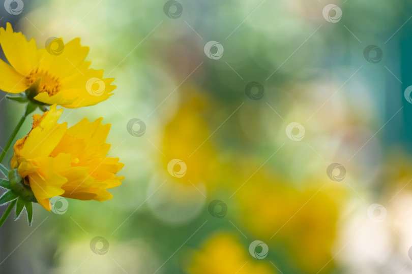 Скачать Yellow flower space soft focus and blurry background. Nature flower in garden using as cover page background natural flora wallpaper or template brochure landing page design фотосток Ozero