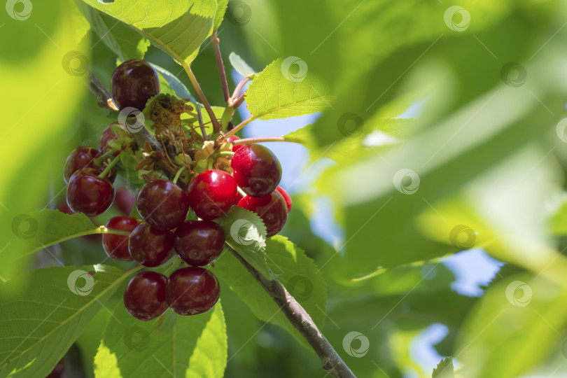 Скачать Close-up of ripe dark red cherries hanging on a branch of a cherry tree with a blurred background. Cherries hanging on a cherry branch. Cherry branch. Red ripe berries on a cherry tree. Harvest time фотосток Ozero