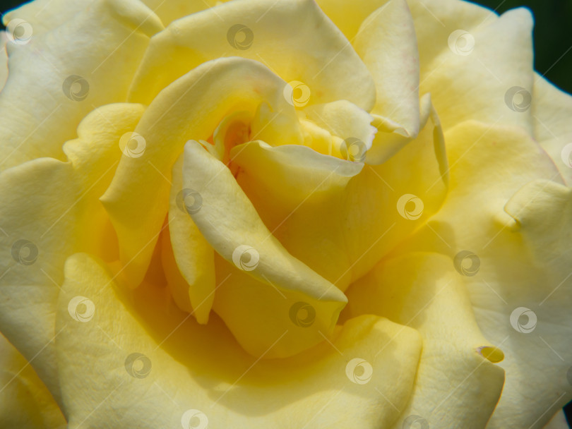 Скачать Macro photography of a pale yellow rose flower. Yellow rose flower as close up. Yellow Rose Background фотосток Ozero