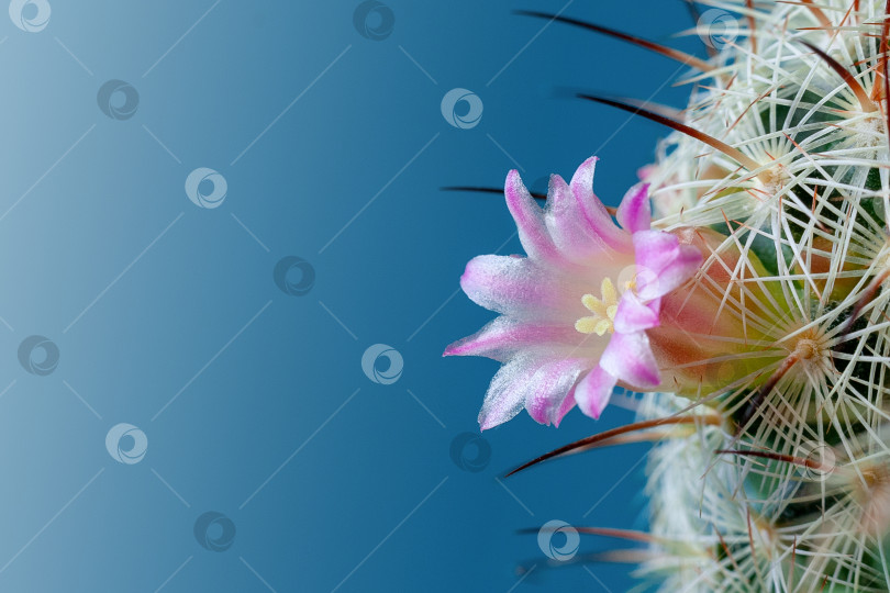 Скачать Close up view of a pink flowers of mammillaria microhelia cactus on a blue background фотосток Ozero