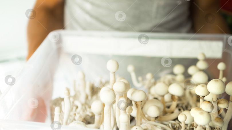 Скачать Коробка с псилоцибиновыми грибами, разновидностью psilocybe cubensis rasta white в руках мужчины. Выращивание, создание условий. Микродозировка, психоделическое путешествие, отдых и изменение сознания фотосток Ozero