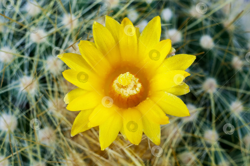 Скачать Close up view of a yellow flower of Parodia chrysacanthion cactus фотосток Ozero