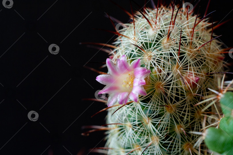 Скачать Close up view of a pink flowers of mammillaria microhelia cactus on a black background фотосток Ozero