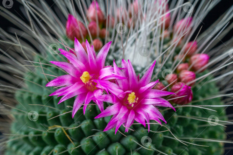 Скачать Close up view of a pink flowers of mammillaria spinosissima un pico cactus on a black background фотосток Ozero