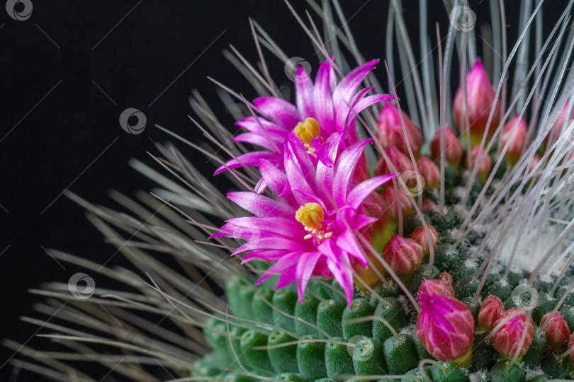 Скачать Close up view of a pink flowers of mammillaria spinosissima un pico cactus on a black background фотосток Ozero