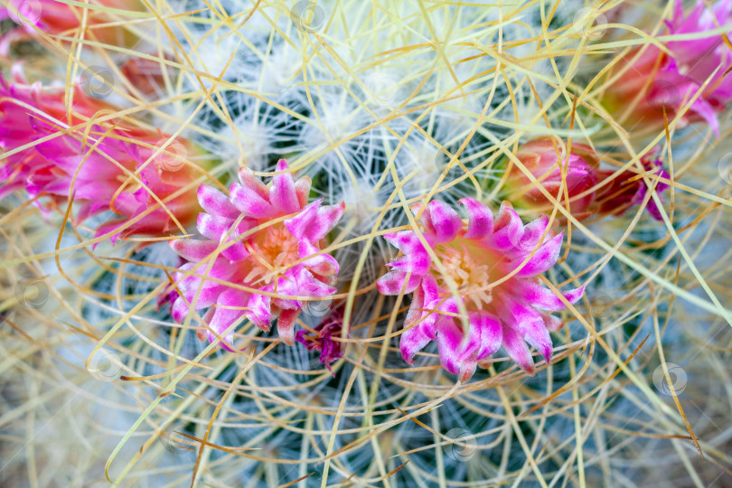 Скачать Close up view of a pink flowers of Mammillaria Rekoi  leptacantha cactus фотосток Ozero
