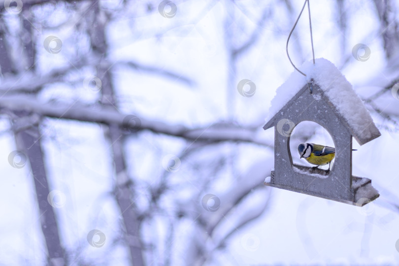 Скачать tit in feeder in form of house on snowy winter day in park фотосток Ozero