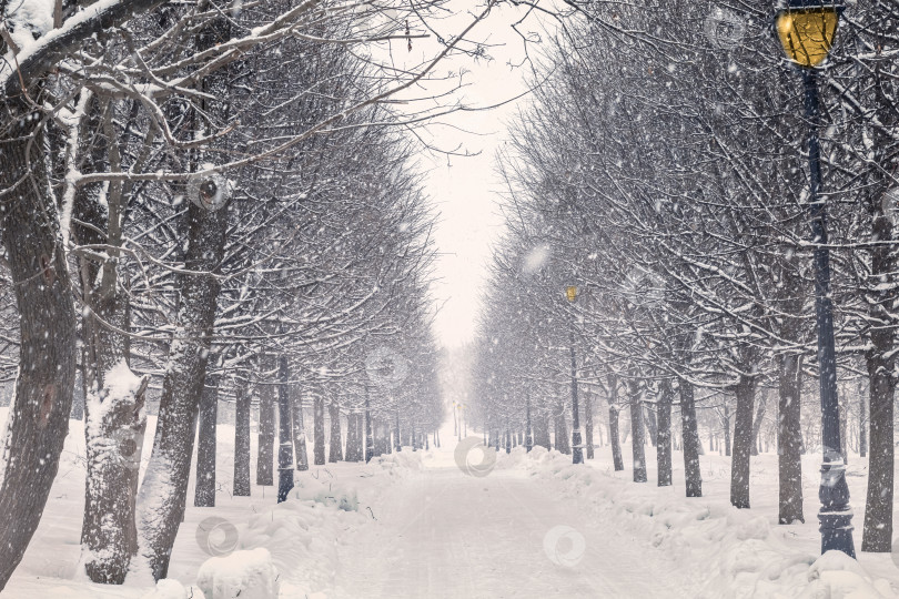 Скачать Snowfall in park's alley. Symmetry, perspective, minimalism фотосток Ozero