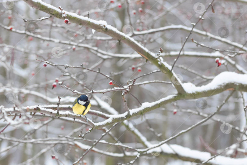 Скачать titmouse in tree with red berries on snowy winter day in park. Copy space фотосток Ozero