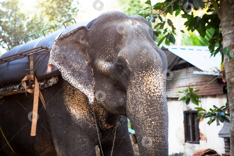 Скачать Индийский слон в джунглях на цепи - развлечение для туристов, тяжелая работа на ферме, верховая езда, экскурсии. Слон в лесу, на солнце, просвечивающем сквозь деревья. фотосток Ozero