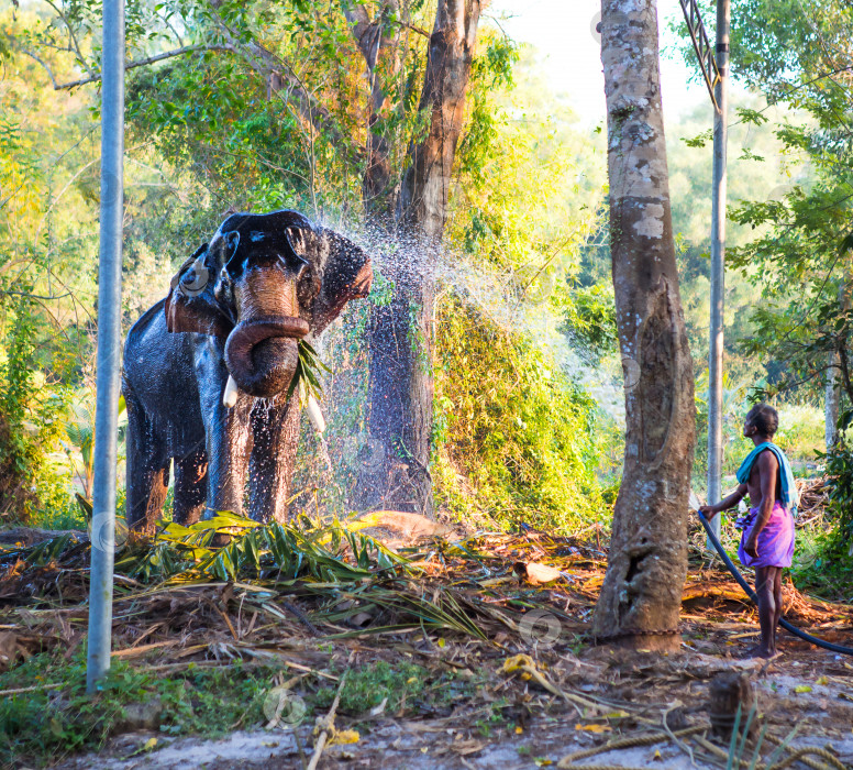 Скачать Мытье индийского слона в неволе - мужчина поливает водой из шланга. Развлечения для туристов, зоопарк, сафари в джунглях. Индия, Керала, 30 января 2019 года. фотосток Ozero