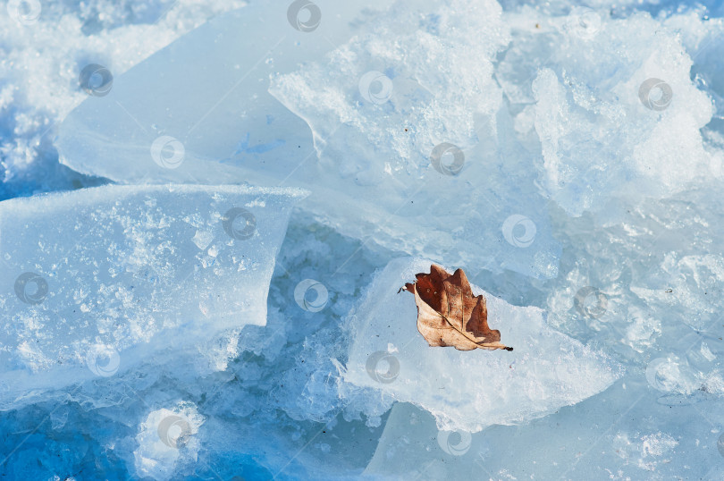 Скачать Сухой красный осенний лист заделывают на обломках льдины. Большие куски натурального льда в солнечный день. фотосток Ozero