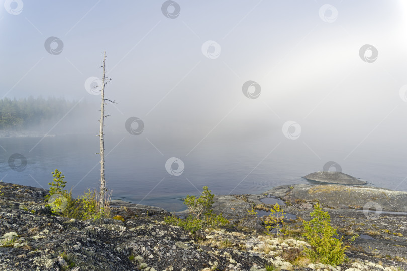 Скачать Ствол сухой сосны на фоне густого тумана. Карелия, Россия. фотосток Ozero