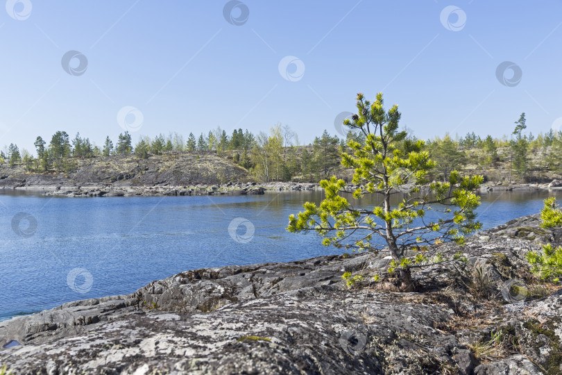 Скачать Небольшая сосна на скалистом берегу Ладожского озера. фотосток Ozero