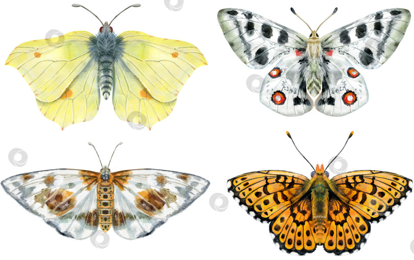 Скачать Набор акварельных бабочек разных цветов, выделенных на белом фоне фотосток Ozero