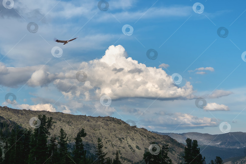 Скачать Огромное белое облако в голубом небе над гигантской зеленой горой с лесом в солнечный день. Живописный пейзаж с высокой горой в тени облаков. Птица в небе летит на фоне облаков. фотосток Ozero