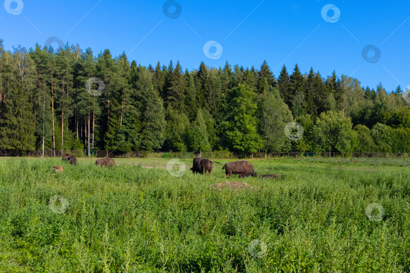 Скачать Зубробизоны гуляют на пастбище фотосток Ozero