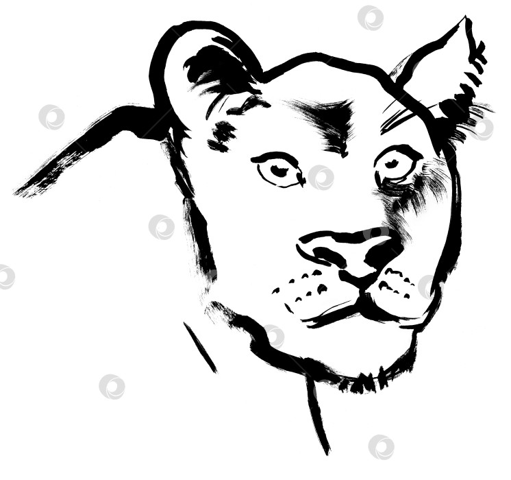 Скачать Иллюстрация с изображением головы львицы нарисована черной гуашью на белом фоне фотосток Ozero