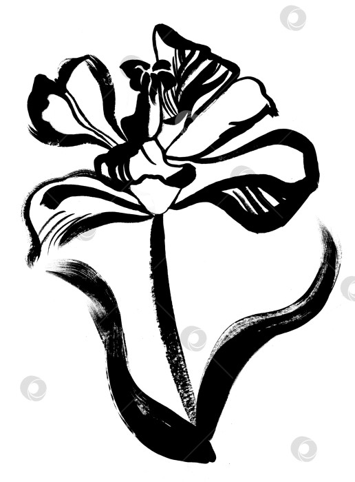 Скачать Монохромный цветок тюльпана, нарисованный черной гуашью, выделенный на белом фоне фотосток Ozero