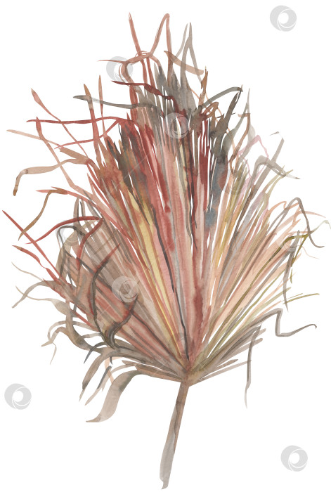 Скачать иллюстрация из сухих пальмовых листьев, нарисованная акварелью от руки, изолированная на белом фоне фотосток Ozero