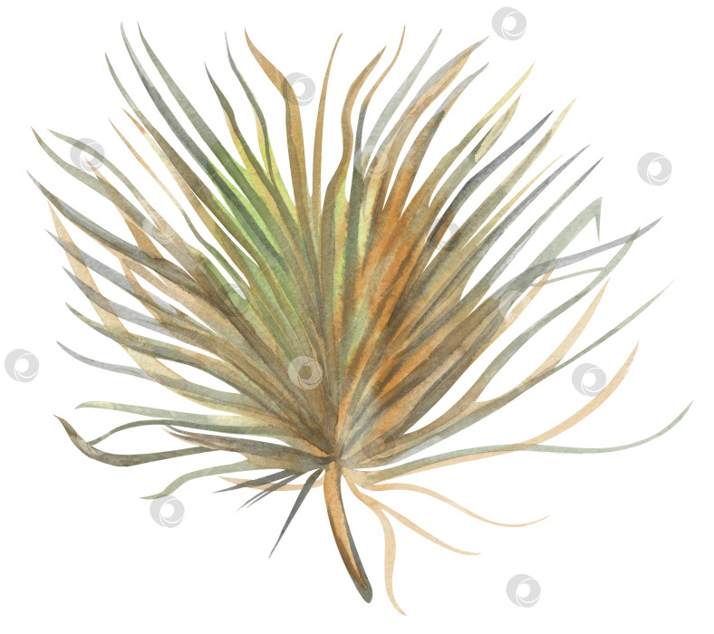 Скачать иллюстрация из сухих пальмовых листьев, нарисованная акварелью от руки, изолированная на белом фоне фотосток Ozero