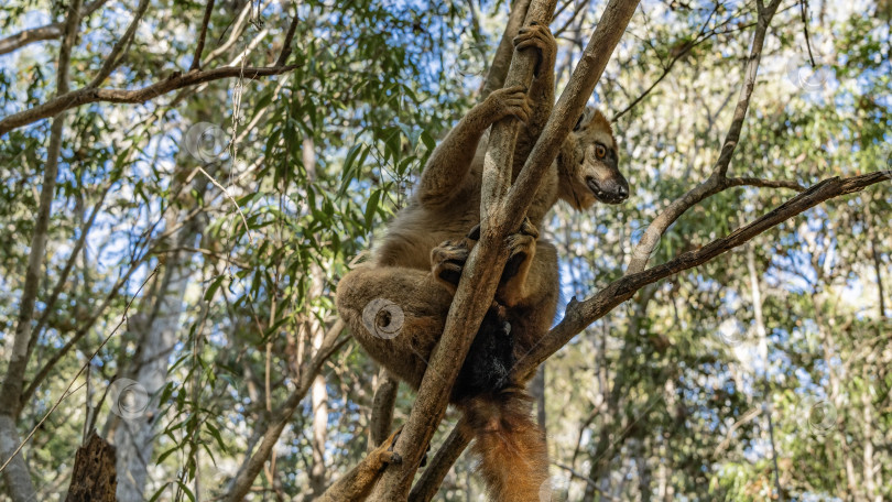 Скачать Симпатичный коричневый лемур Eulemur albifrons фотосток Ozero