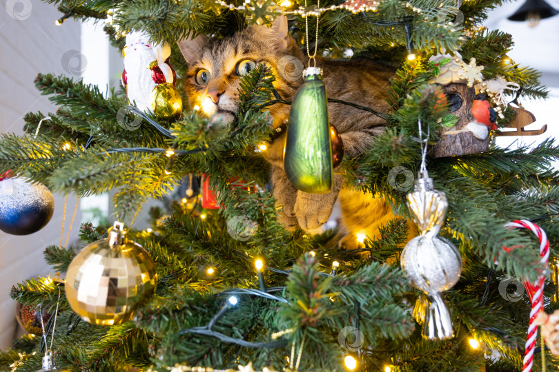 Скачать Забавный кот сидит на рождественской елке. Хулиганство домашнего животного, саботаж, повреждение декора. Рождество, Новый год. фотосток Ozero