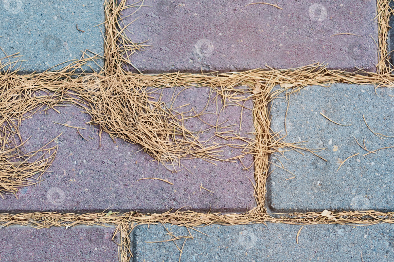 Скачать Сухие опавшие иголки лиственницы на тротуарной плитке. Естественный абстрактный фон. Осень в городе. Закрыть фотосток Ozero