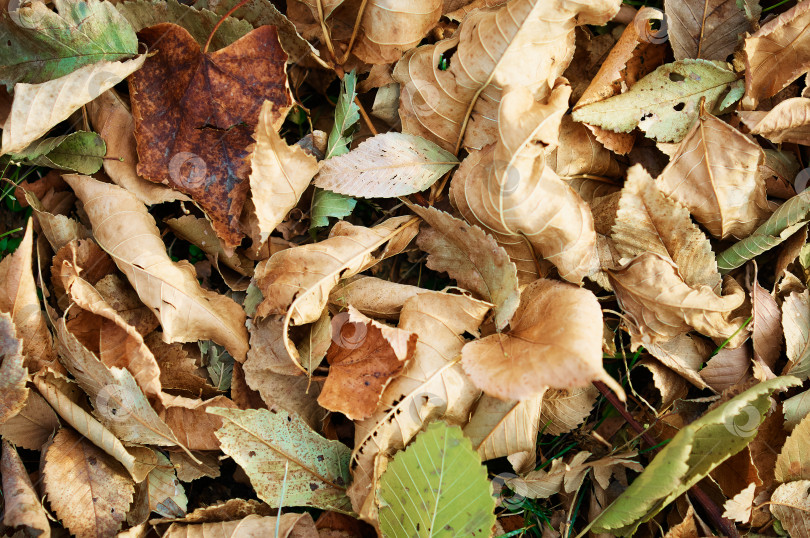 Скачать Естественный фон из осенних опавших листьев. Вид сверху. Растительная текстура фотосток Ozero