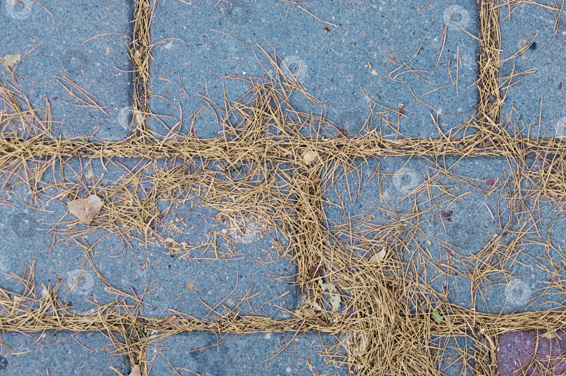 Скачать Сухие опавшие иголки лиственницы на тротуарной плитке. Естественный абстрактный фон. Закрыть. фотосток Ozero