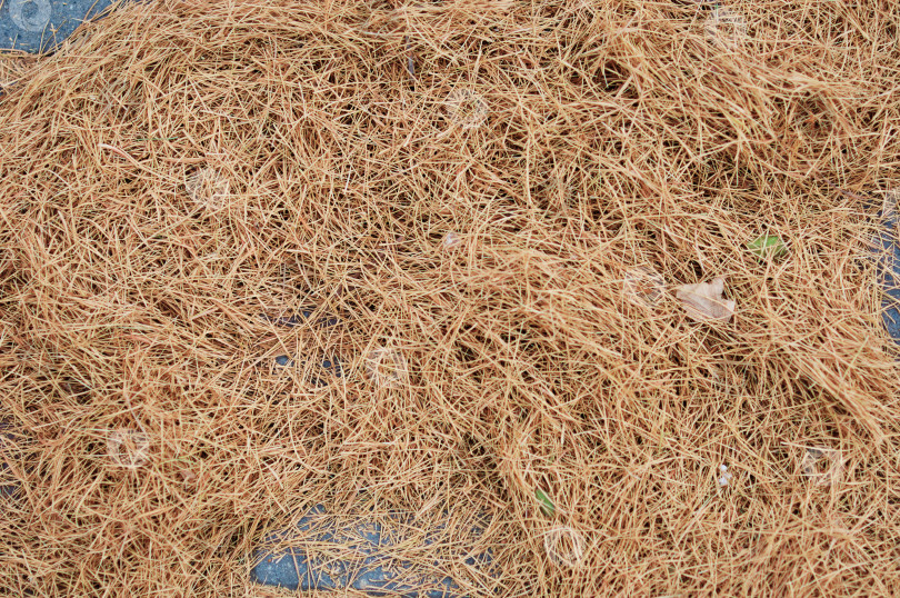 Скачать Сухие опавшие иголки лиственницы на тротуарной плитке. Естественный абстрактный фон. Закрыть. фотосток Ozero