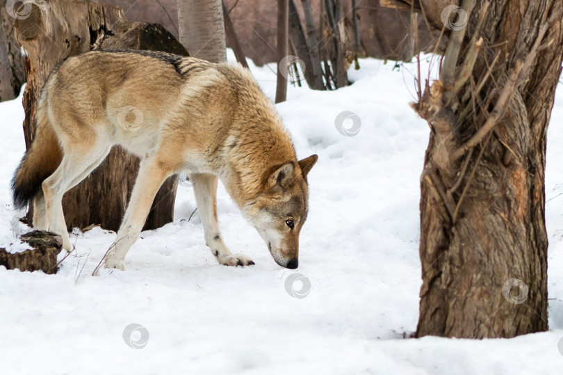Скачать Волк в избирательном фокусе на снегу зимнего леса. Охота на волка. фотосток Ozero