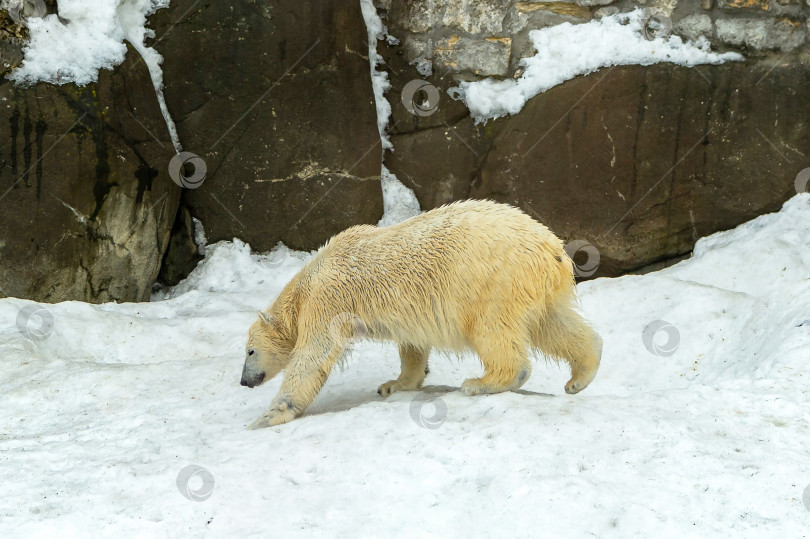 Скачать Белый медведь в избирательном фокусе на прогулке фотосток Ozero