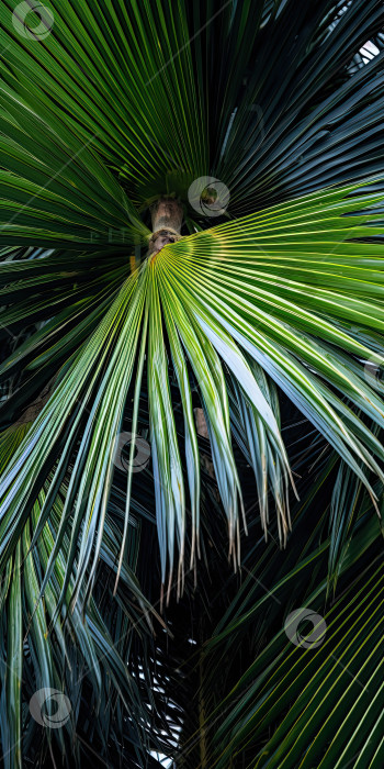 Скачать Подробный снимок широкоугольного изображения листьев диких пальм. Создано искусственным интеллектом. фотосток Ozero