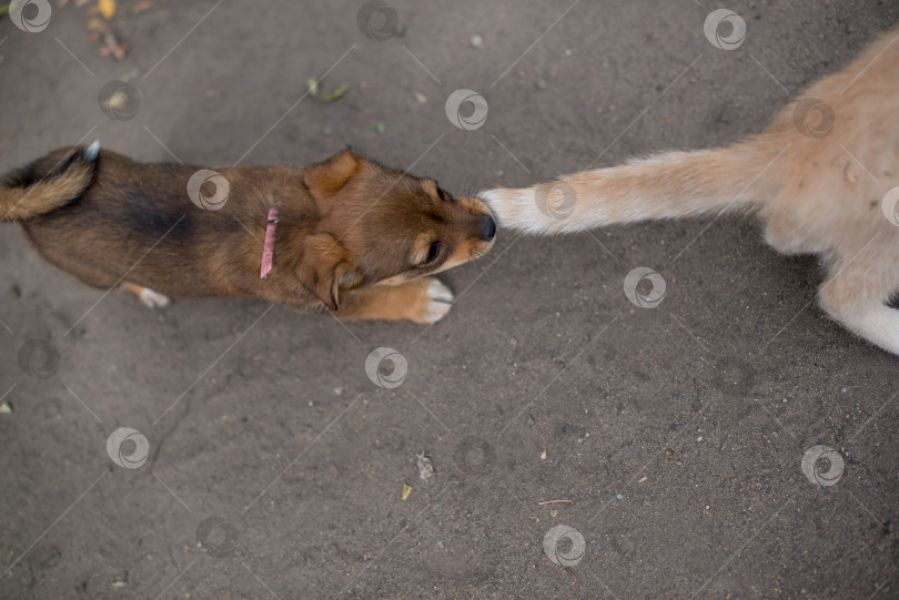 Скачать Щенок тянет кошку за хвост фотосток Ozero