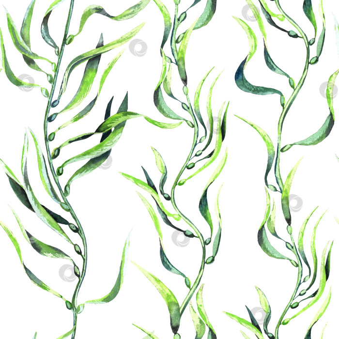Скачать Бесшовный узор из морских водорослей. Нарисованные вручную акварелью растения с ботанической текстурой. фотосток Ozero