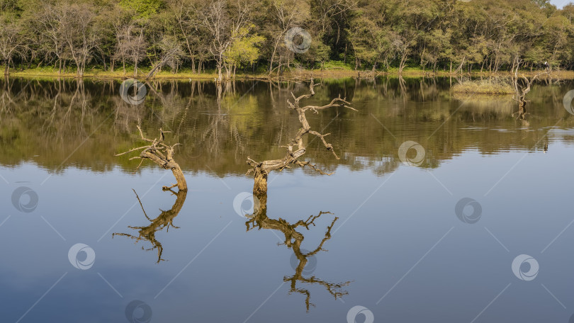 Скачать Причудливые сухие коряги возвышаются над поверхностью спокойного озера. фотосток Ozero