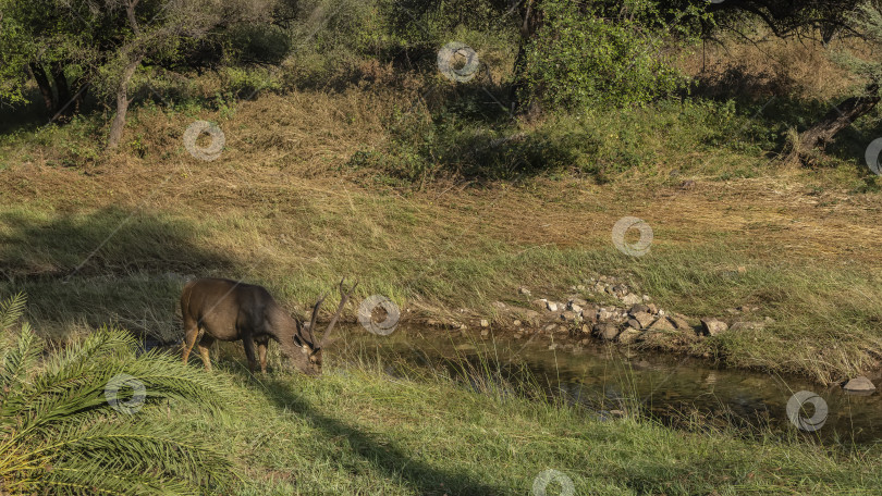 Скачать Пасется красивый взрослый олень sambar rusa unicolor фотосток Ozero