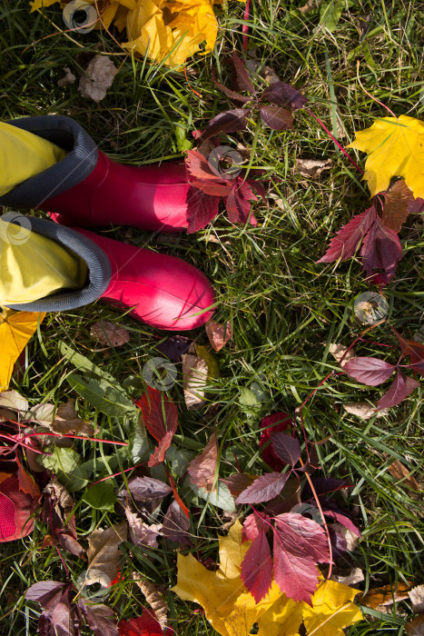 Скачать Ноги ребенка в красных резиновых сапогах и желтых брюках на траве с опавшими осенними листьями. Осеннее настроение, бабье лето, детская мода, сезонная защитная одежда. Пространство для текста фотосток Ozero