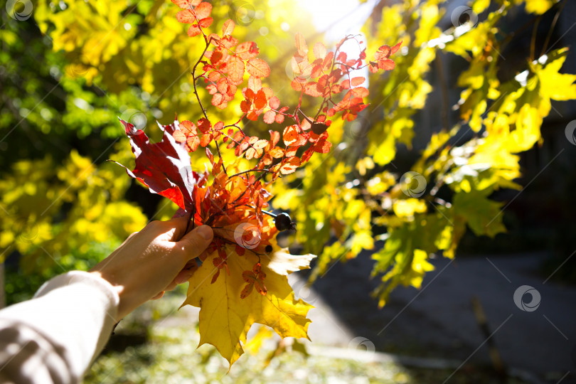 Скачать Осенний букет из желтых и красных сухих листьев в руке - осеннее настроение, яркие краски фотосток Ozero