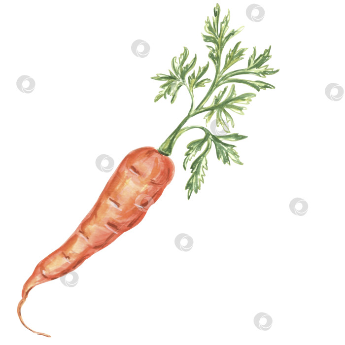Скачать Акварельный рисунок моркови с зеленой ботвой. Рисованная иллюстрация в формате JPG для дизайна. фотосток Ozero