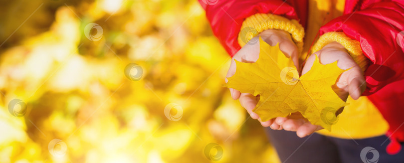 Скачать Сухой желтый кленовый лист в детских ладошках - осеннее настроение, смена времени года фотосток Ozero