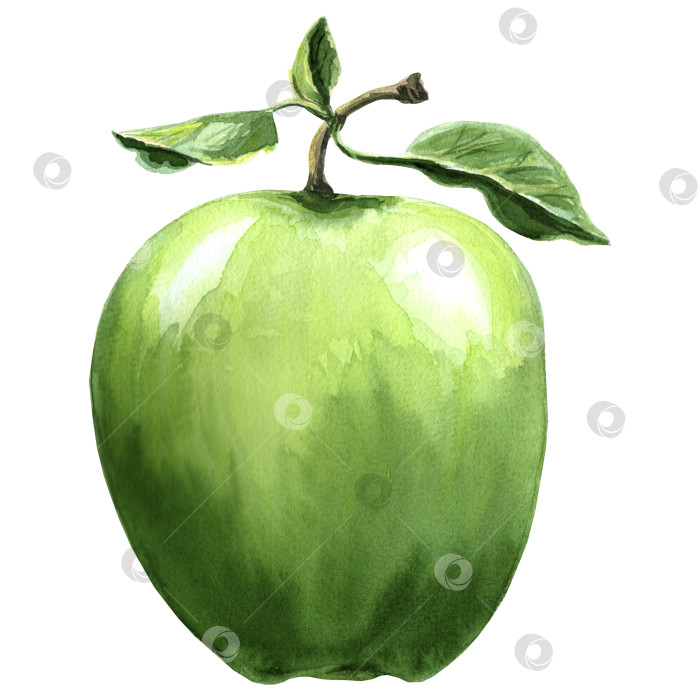 Скачать Акварельная иллюстрация зеленого яблока. Рисованная иллюстрация в формате JPG для дизайна. фотосток Ozero
