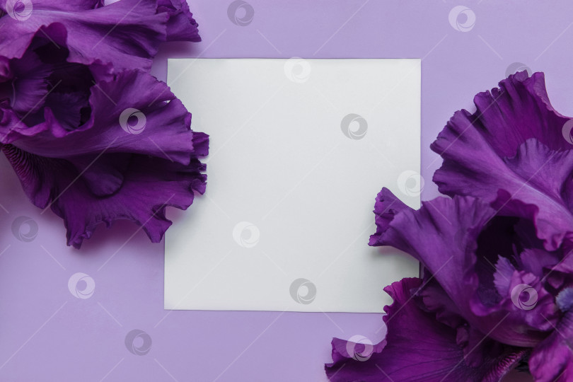 Скачать Frame of purple irises flowers on a lilac background with a white paper card with copy space фотосток Ozero