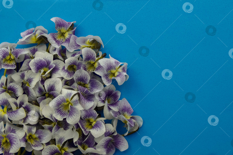 Скачать A bouquet of blue and white violet with yellow centers on a blue background close-up with an empty space for text фотосток Ozero