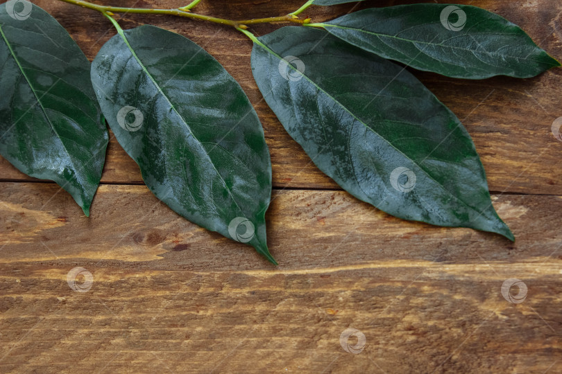 Скачать A frame of large green leaves on a brown branch with beads on a  brown wooden background with a blank space фотосток Ozero